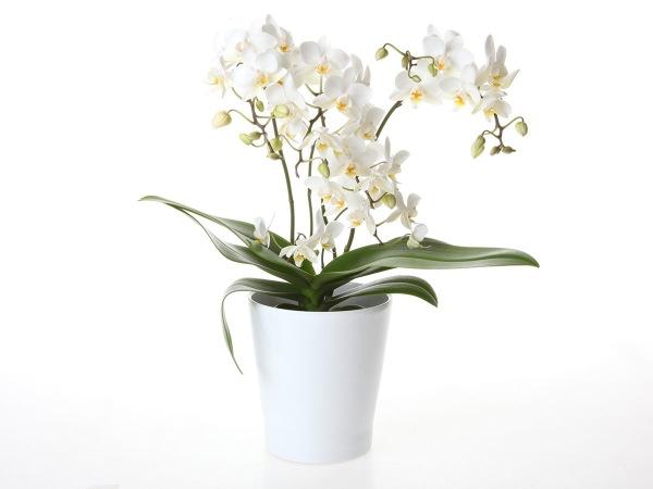 Orkidea Boquetto